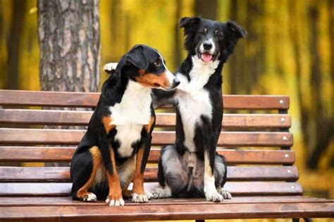 wie oft ejakulieren hunde|hunde paarung.